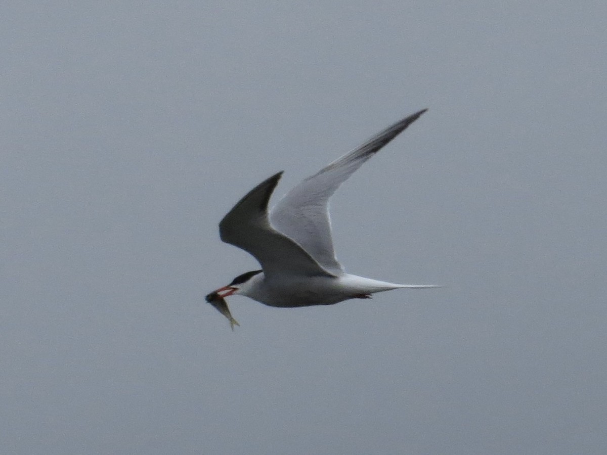Common Tern - ML642126357