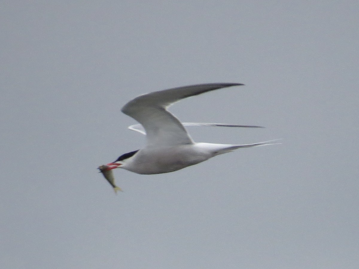 Common Tern - ML642126358