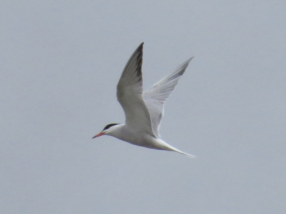 Common Tern - ML642126361