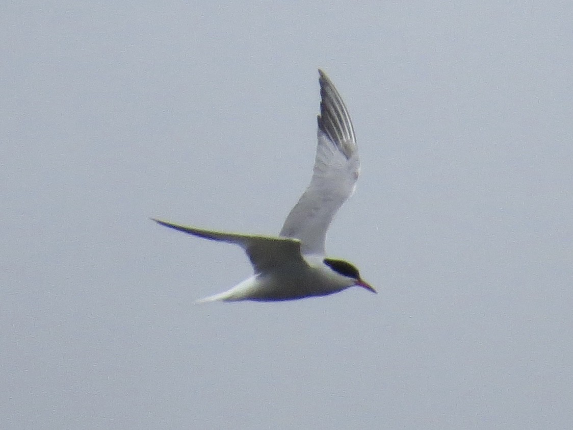 Common Tern - ML642126362
