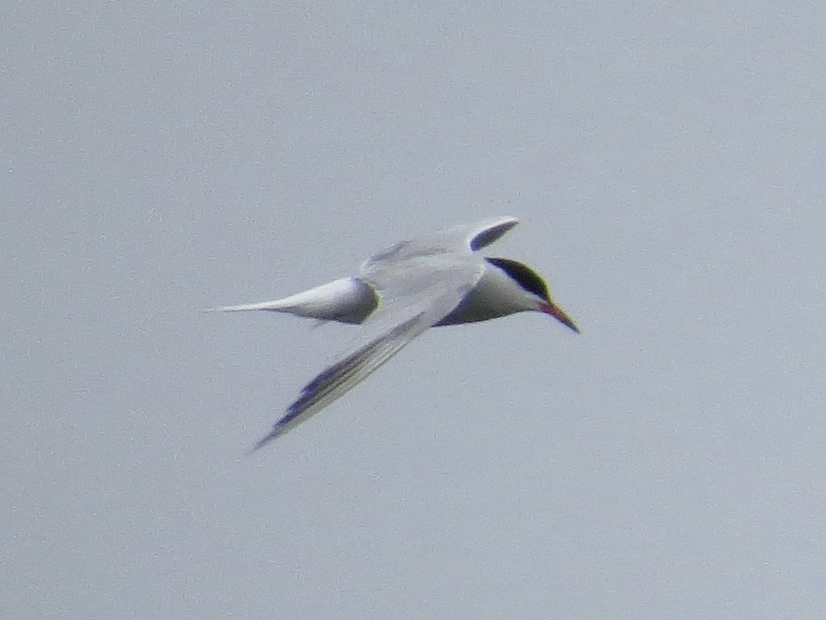 Common Tern - ML642126363