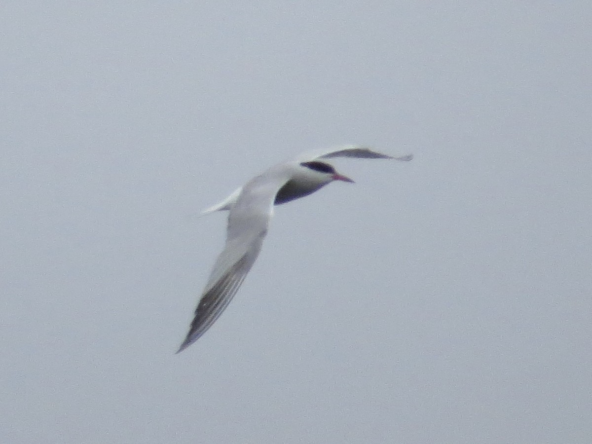 Common Tern - ML642126364