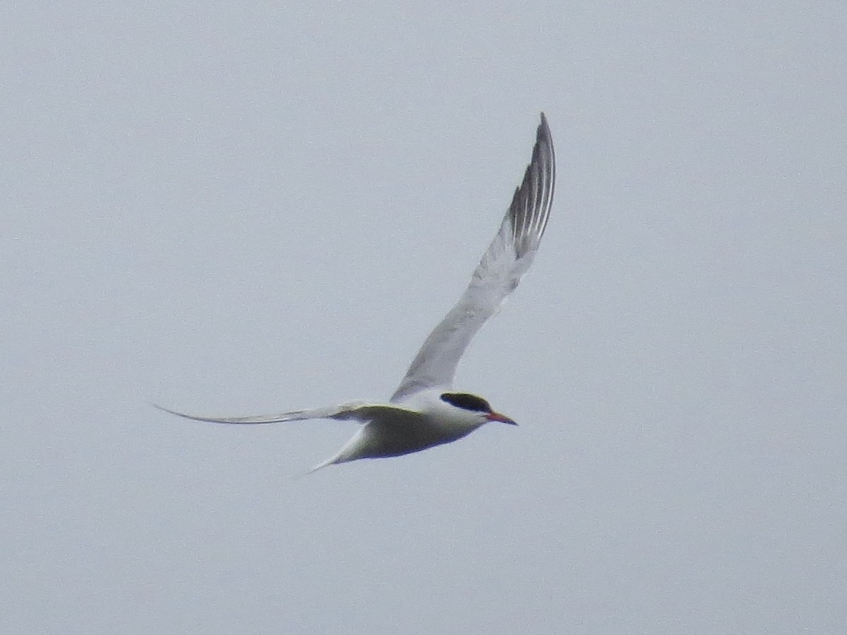 Common Tern - ML642126365
