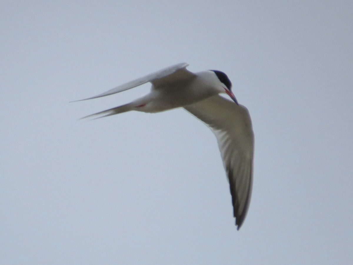 Common Tern - ML642126366
