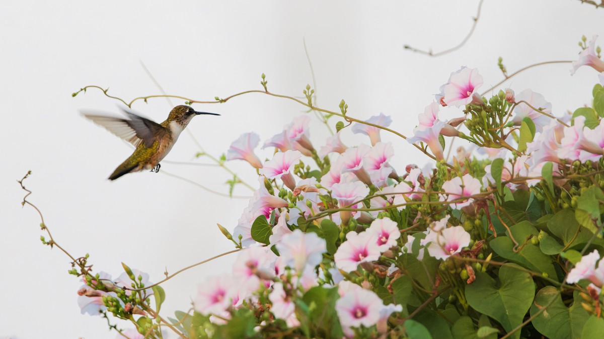Ruby-throated/Black-chinned Hummingbird - ML642126367
