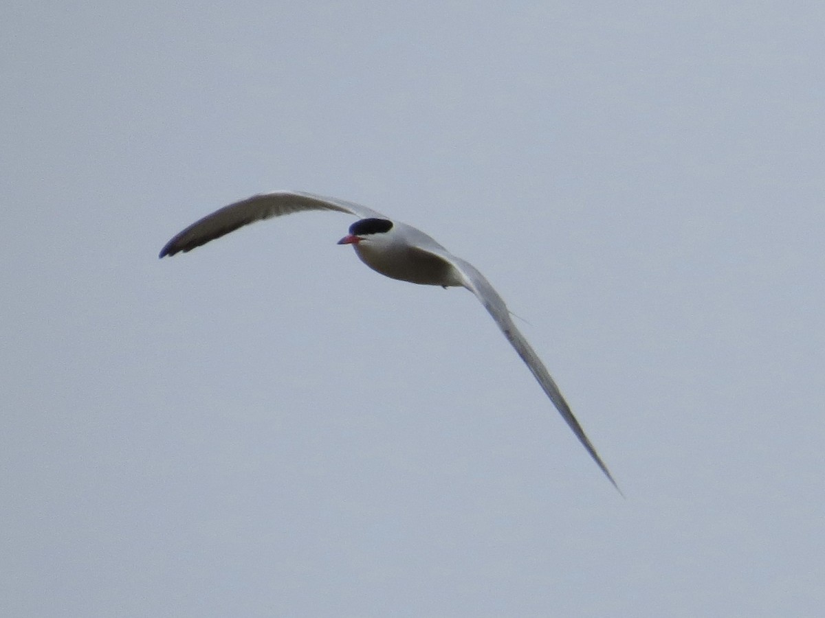 Common Tern - ML642126369