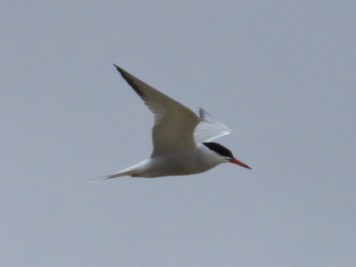 Common Tern - ML642126372