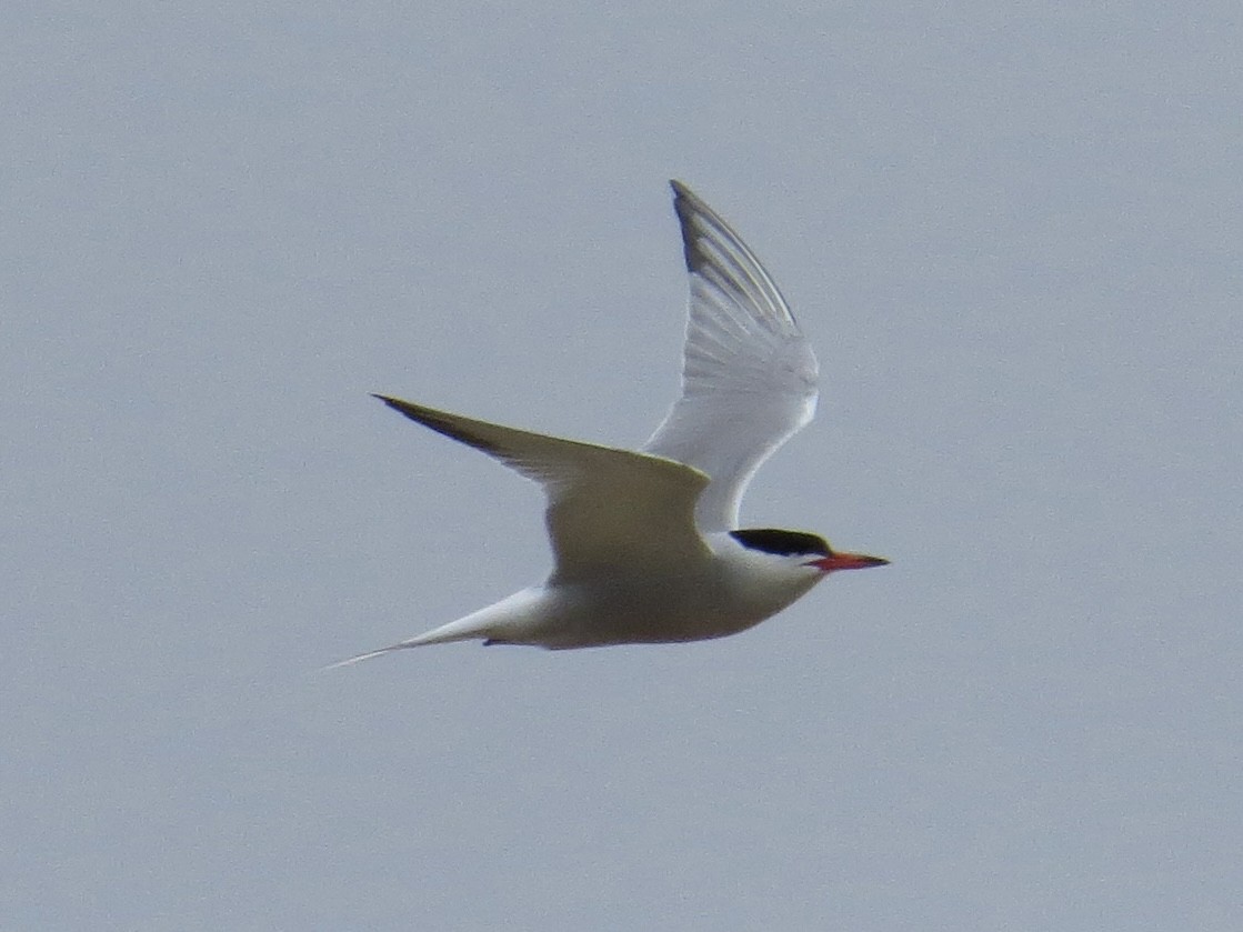 Common Tern - ML642126373