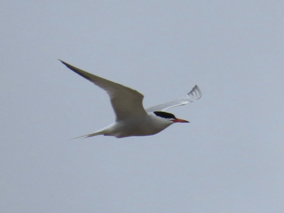 Common Tern - ML642126374