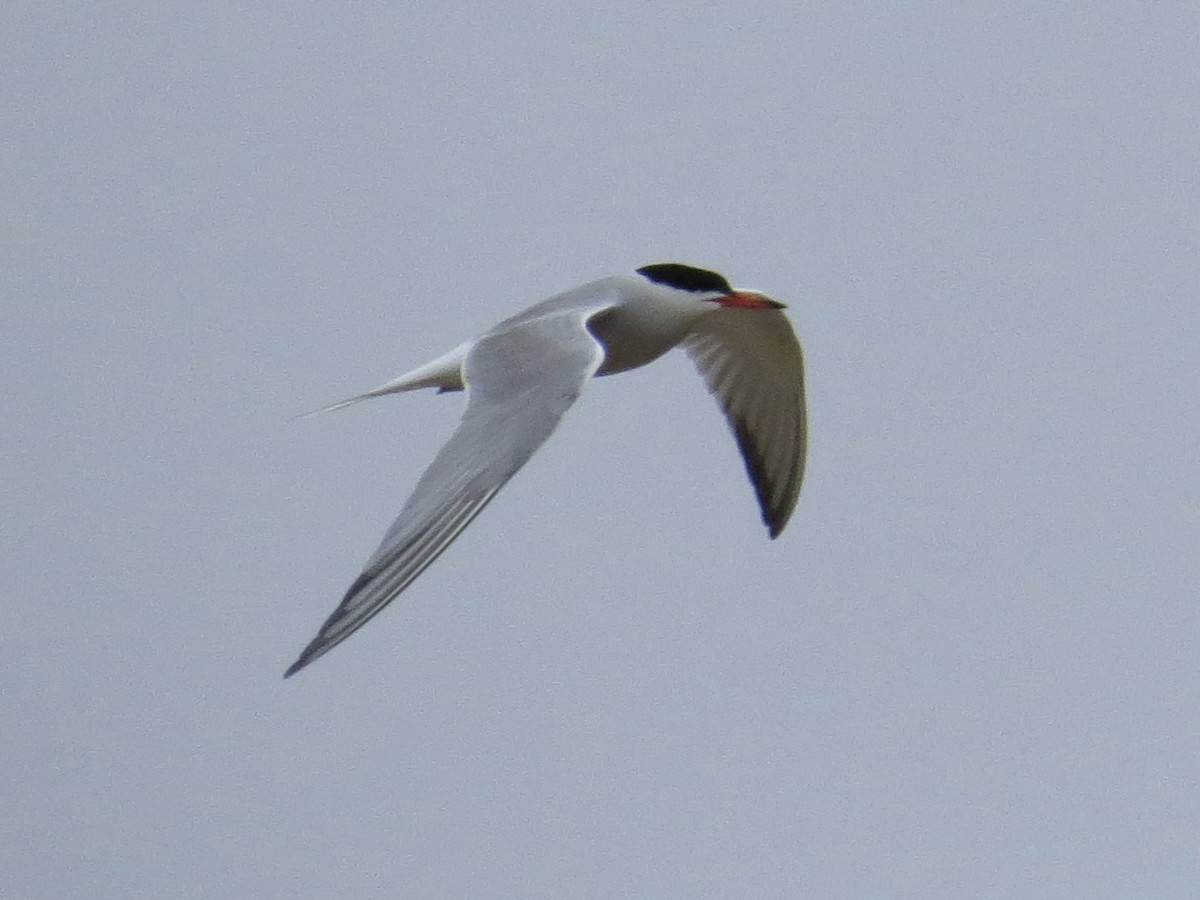 Common Tern - ML642126375