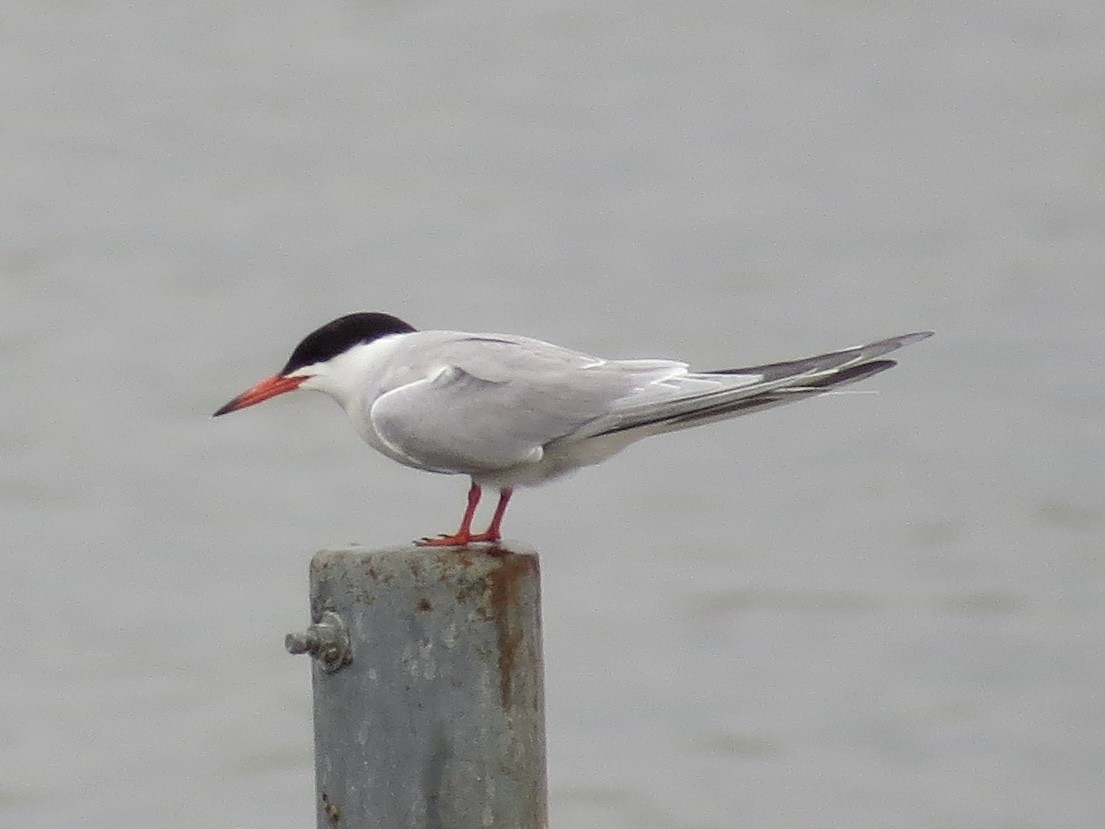 Common Tern - ML642126376