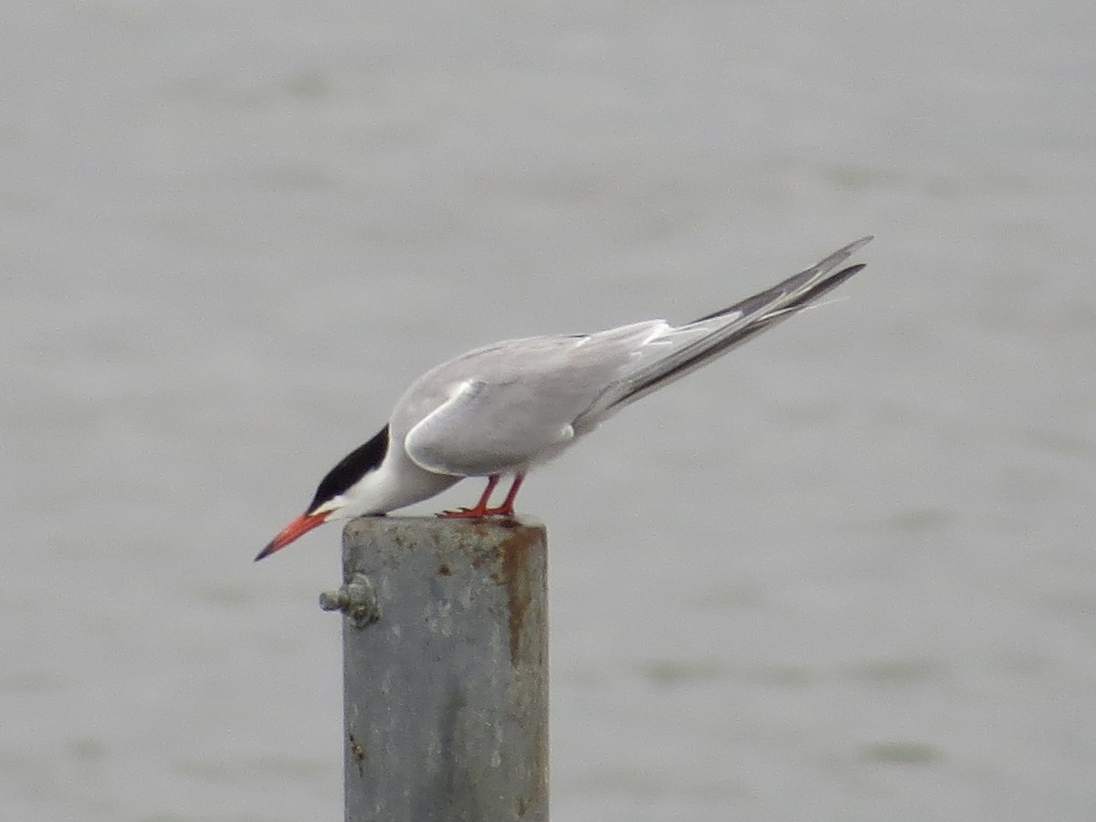 Common Tern - ML642126377
