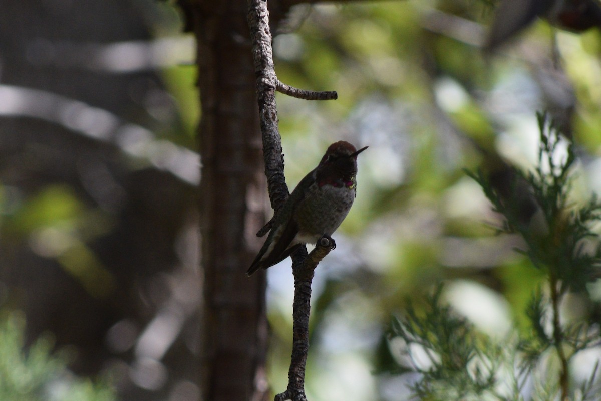 Anna's Hummingbird - ML642126390