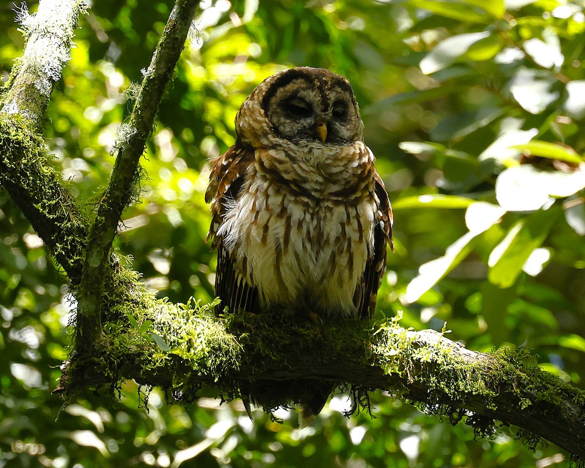 Fulvous Owl - ML642126392