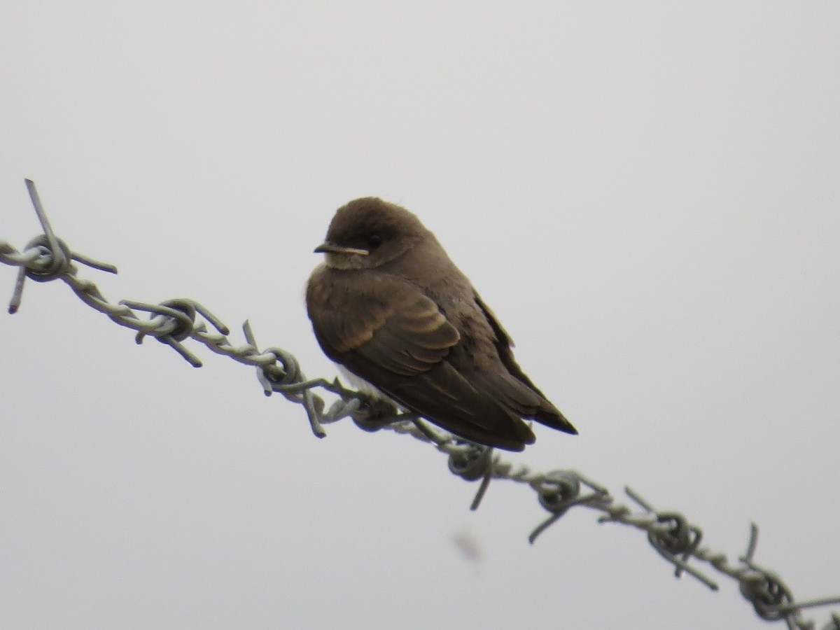 Northern Rough-winged Swallow - ML642126396
