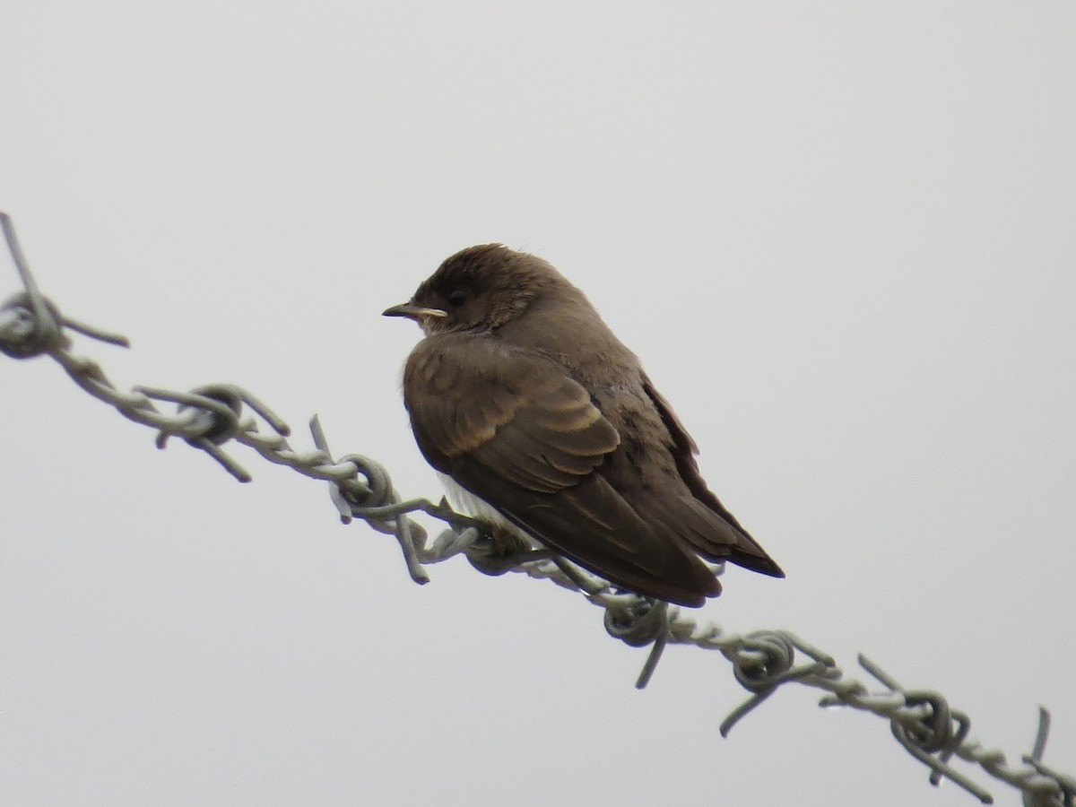 Northern Rough-winged Swallow - ML642126397