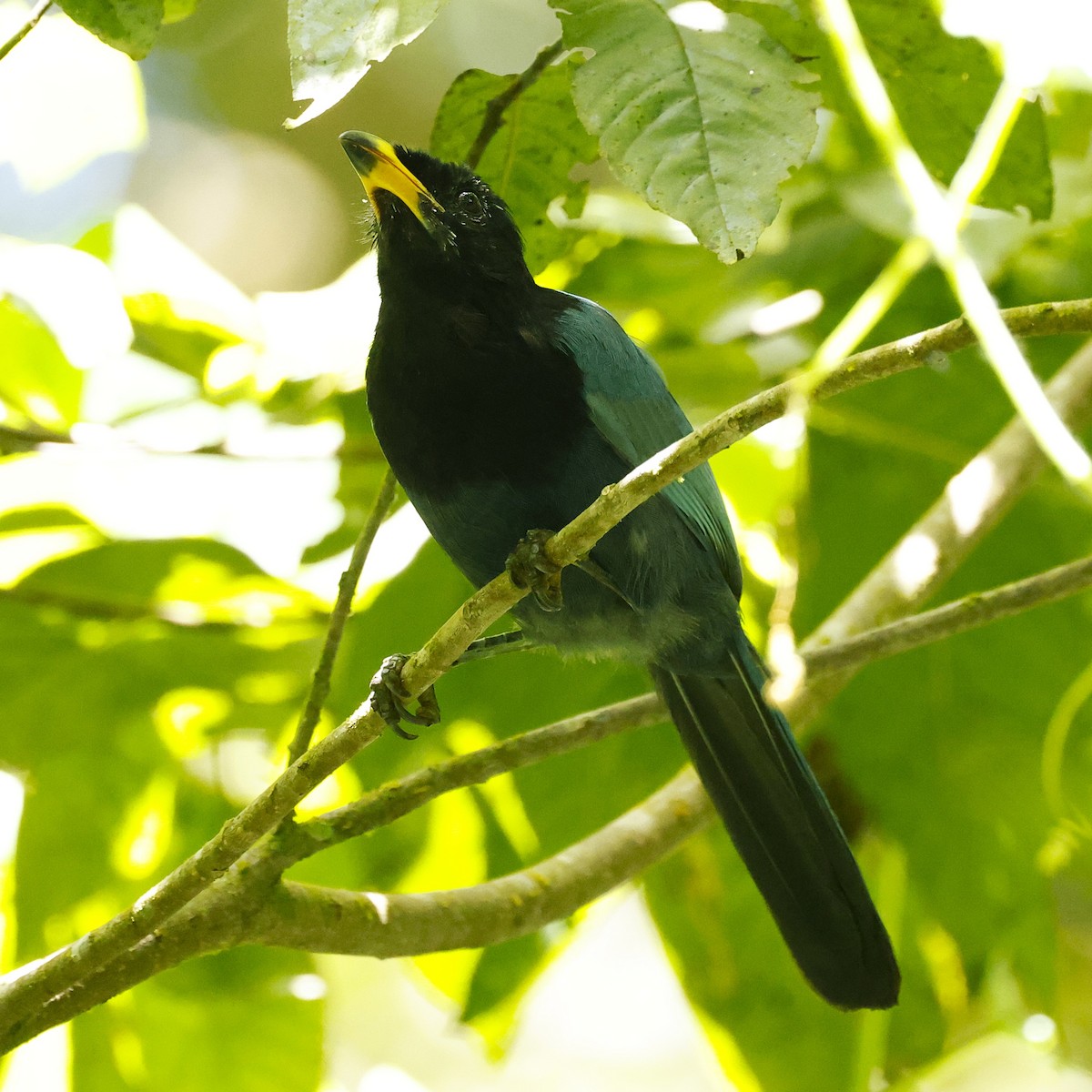 Bushy-crested Jay - ML642126399