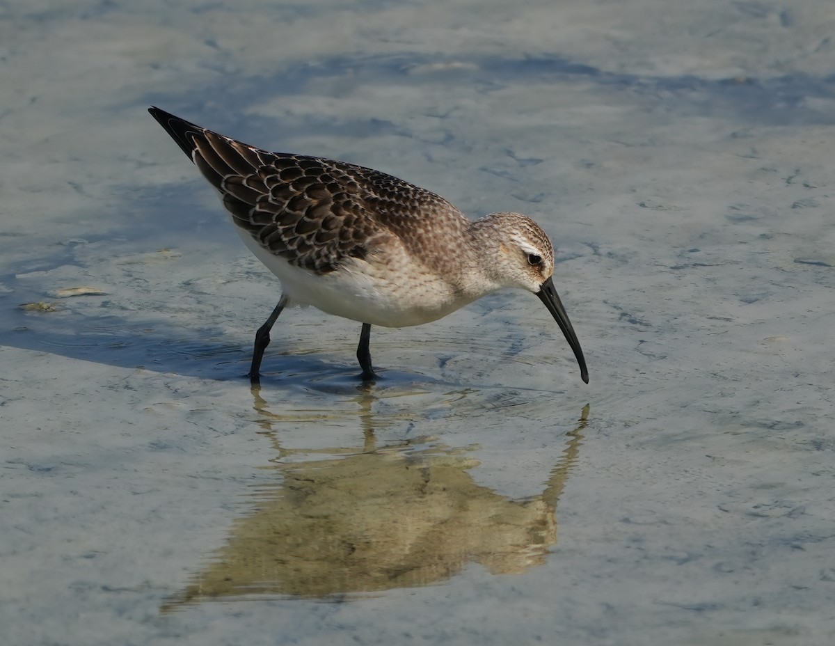 Curlew Sandpiper - ML642126401