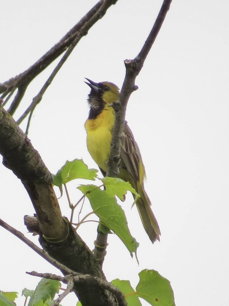 Orchard Oriole - ML642126405