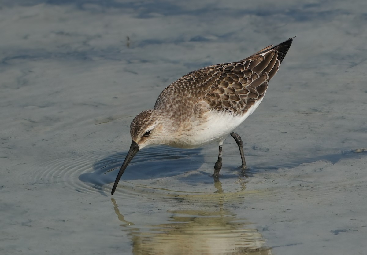 Curlew Sandpiper - ML642126407