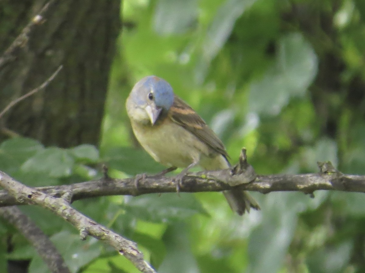 Blue Grosbeak - ML642126408