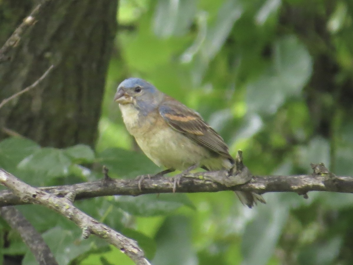 Blue Grosbeak - ML642126409