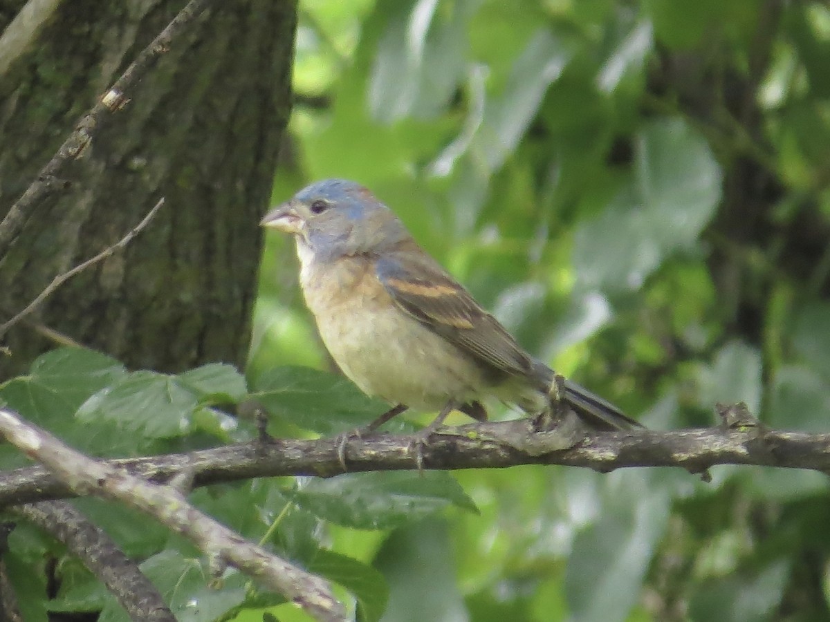 Blue Grosbeak - ML642126410