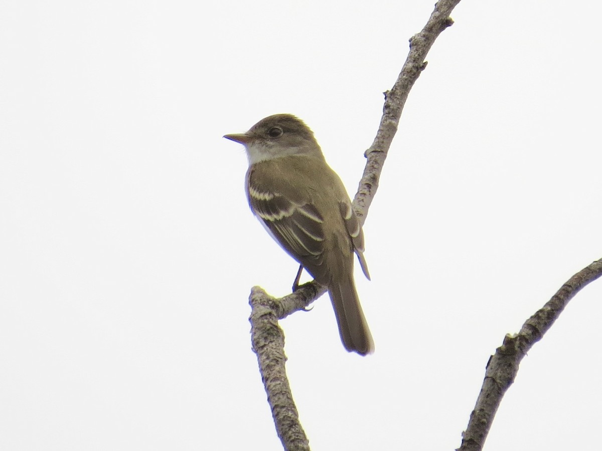 Willow Flycatcher - ML642126414