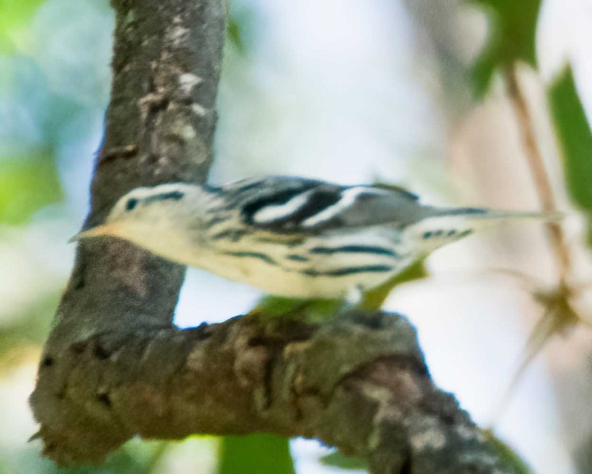 Black-and-white Warbler - ML642126422