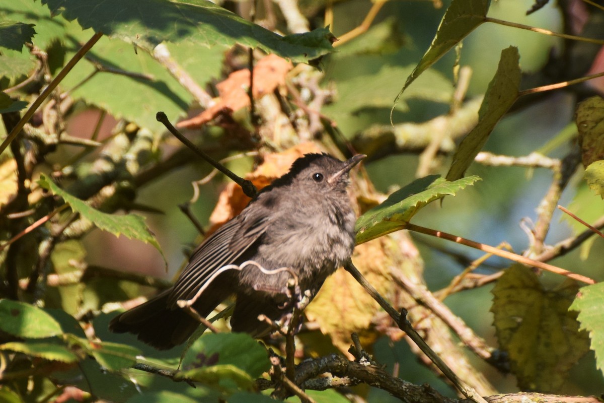 Gray Catbird - ML642126443