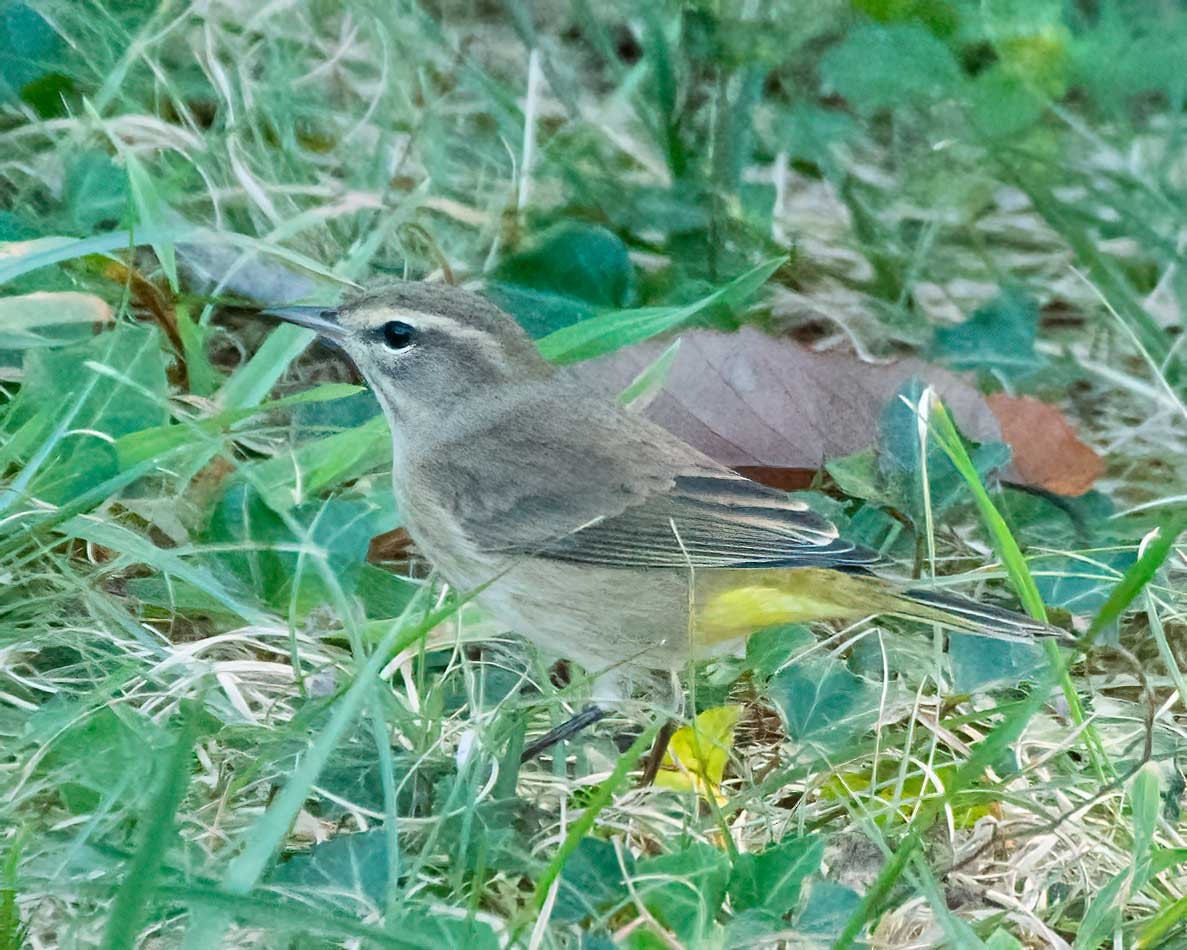 Palm Warbler - ML642126444