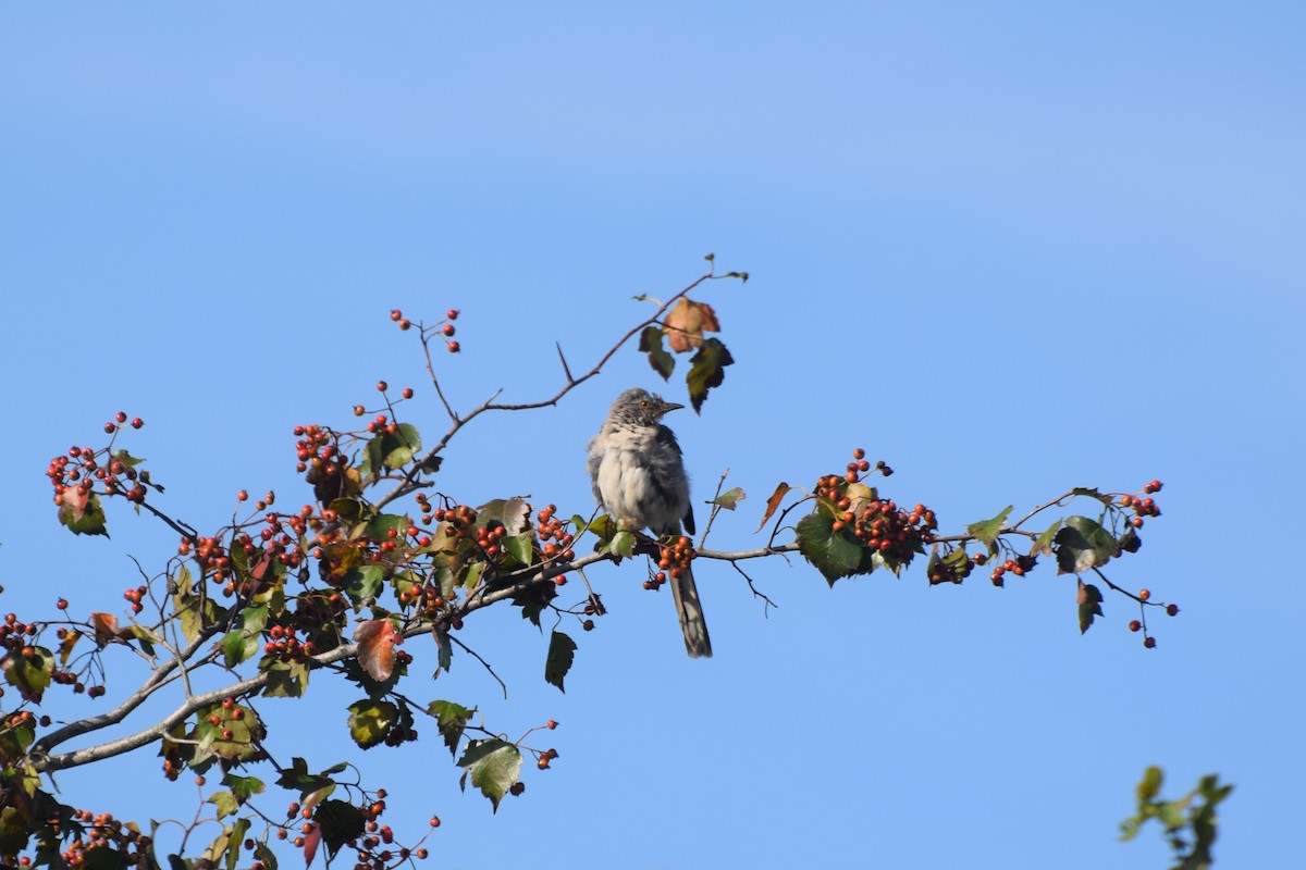 Northern Mockingbird - ML642126447