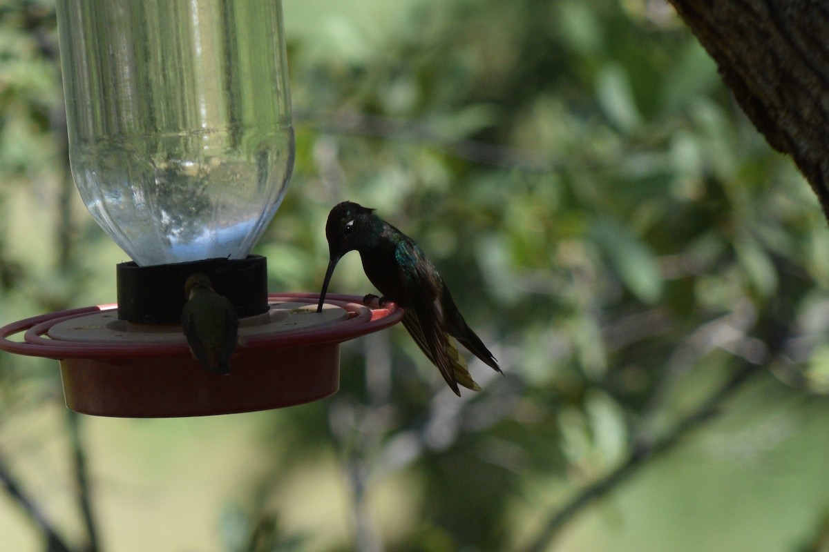 Rivoli's Hummingbird - ML642126479