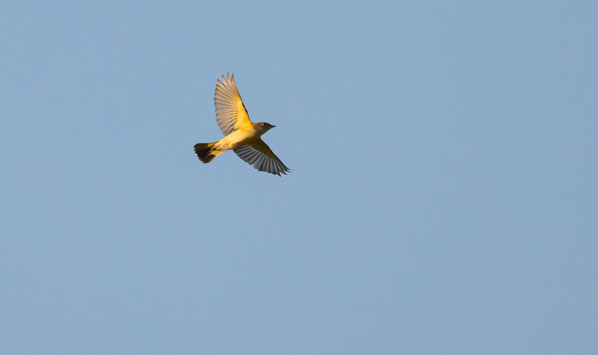 American Redstart - ML642126480