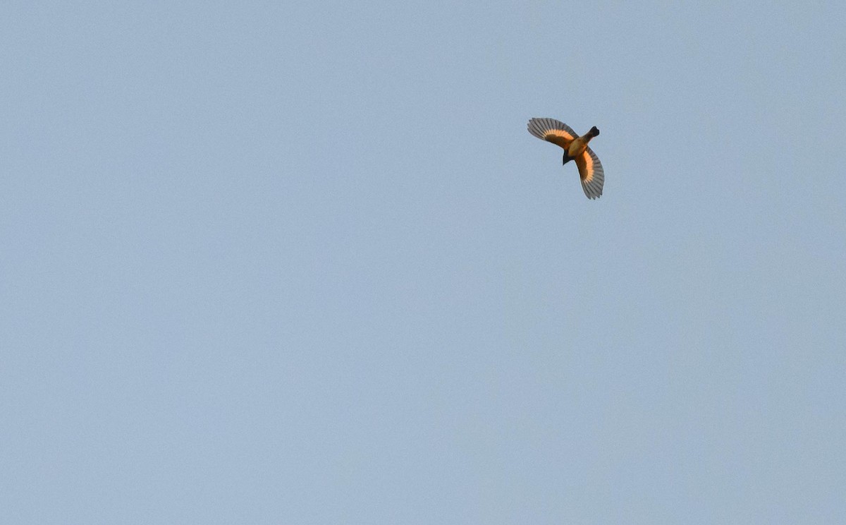 American Redstart - ML642126481