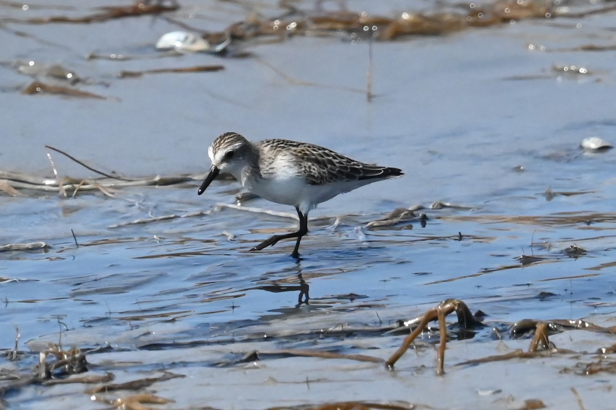 Sandstrandläufer - ML642126482