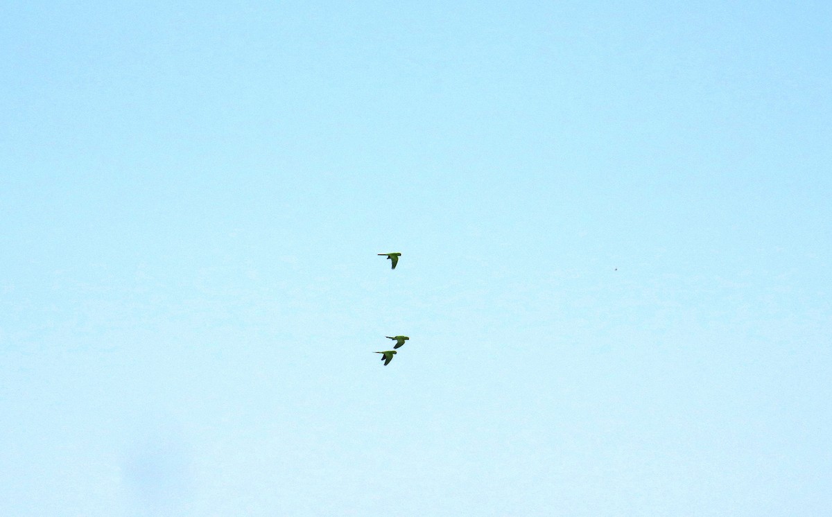 White-eyed Parakeet - ML642126484