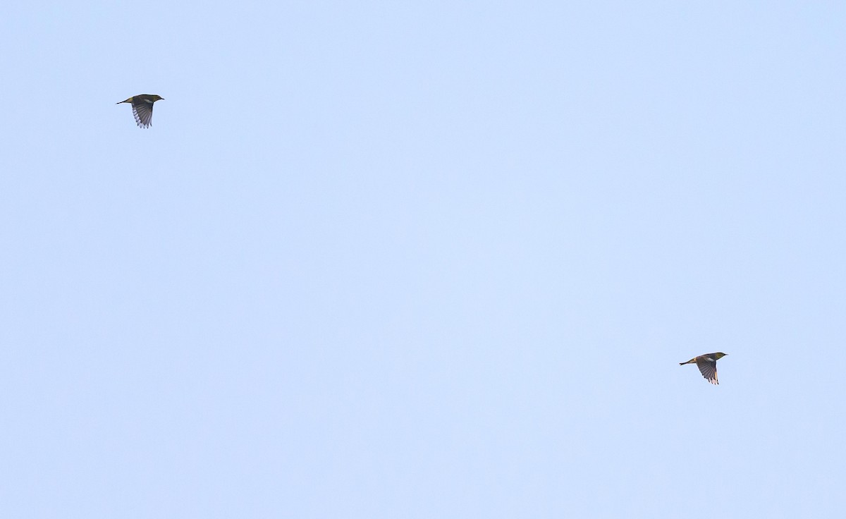 Cape May Warbler - ML642126488