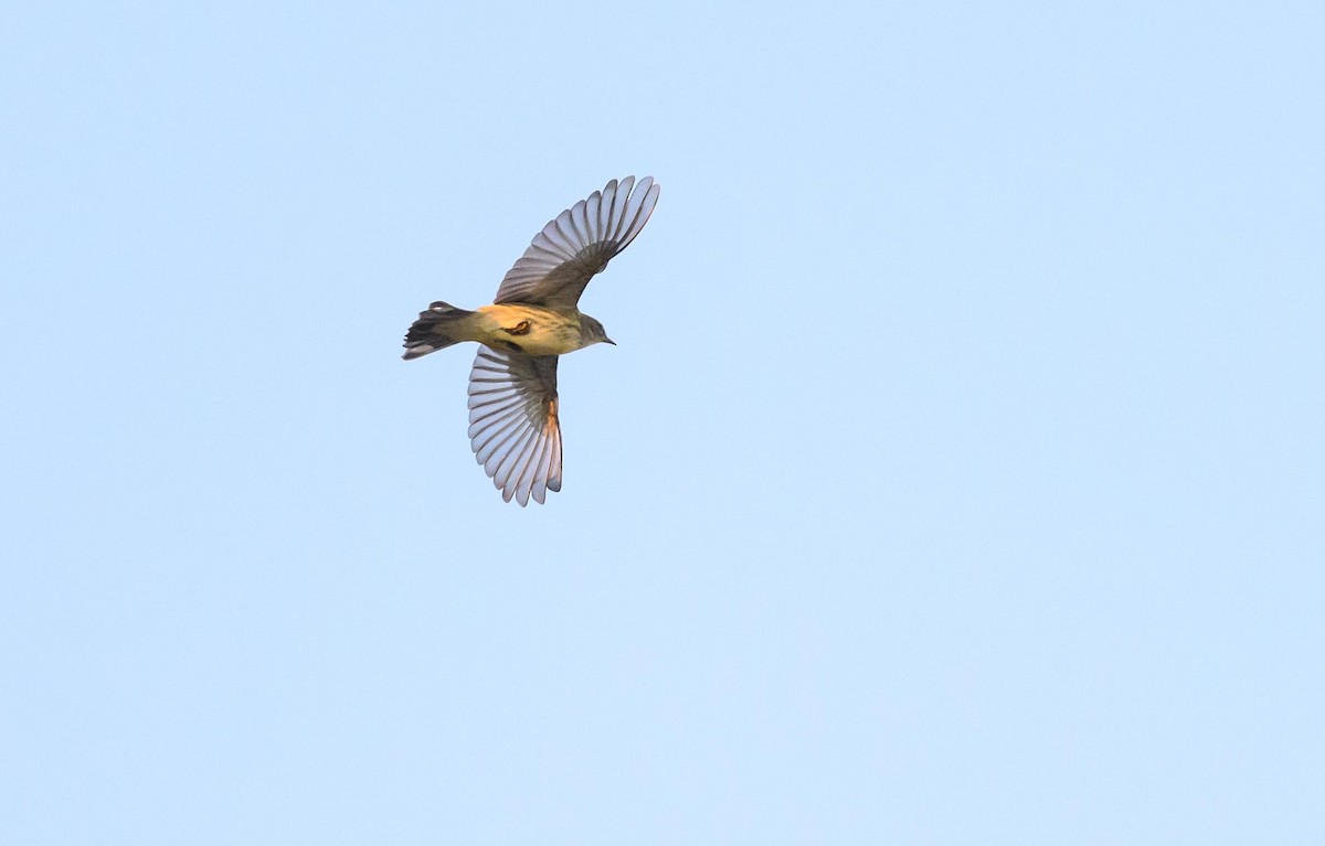 Cape May Warbler - ML642126489