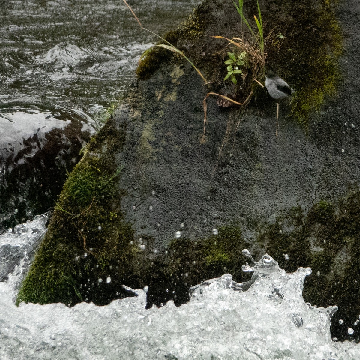 Torrent Tyrannulet - ML642126491