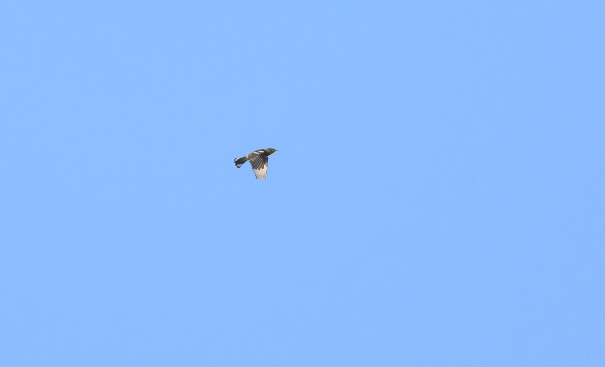Northern Parula - ML642126493