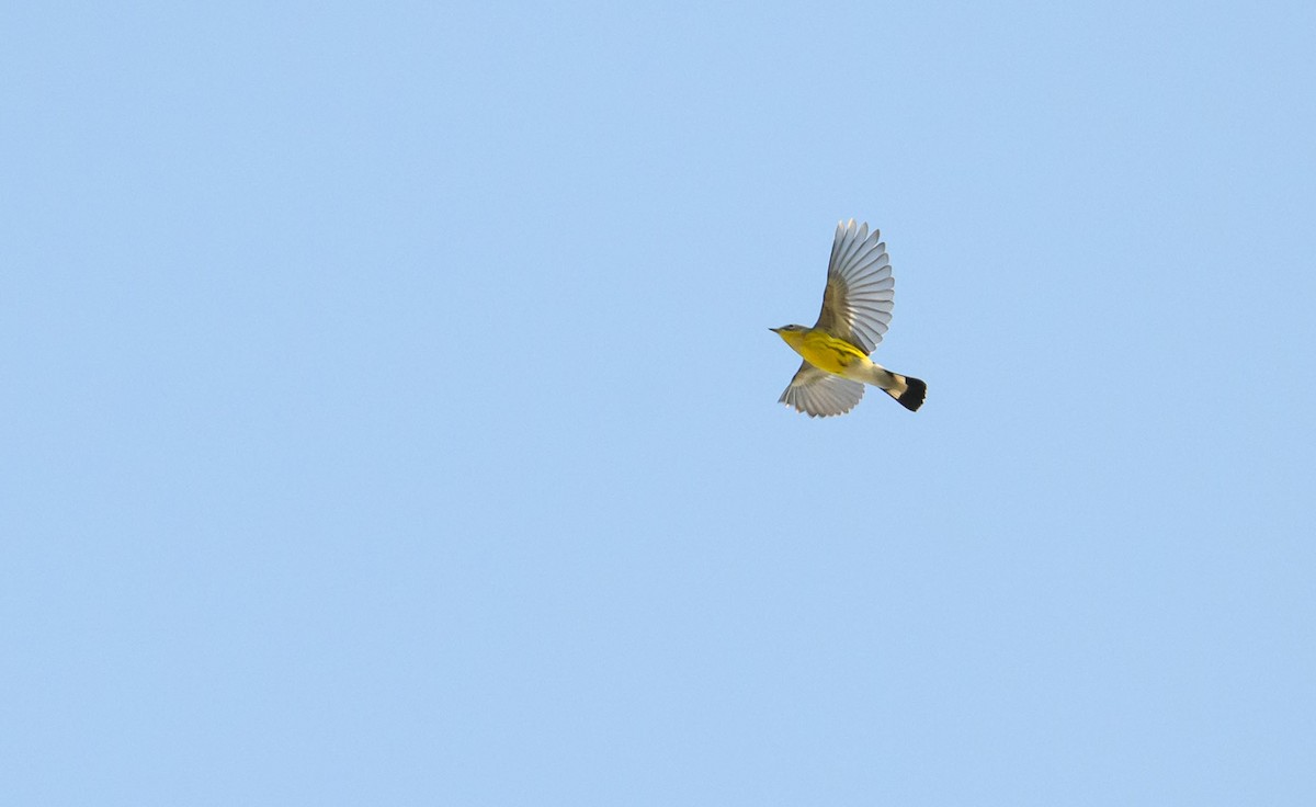 Magnolia Warbler - ML642126496