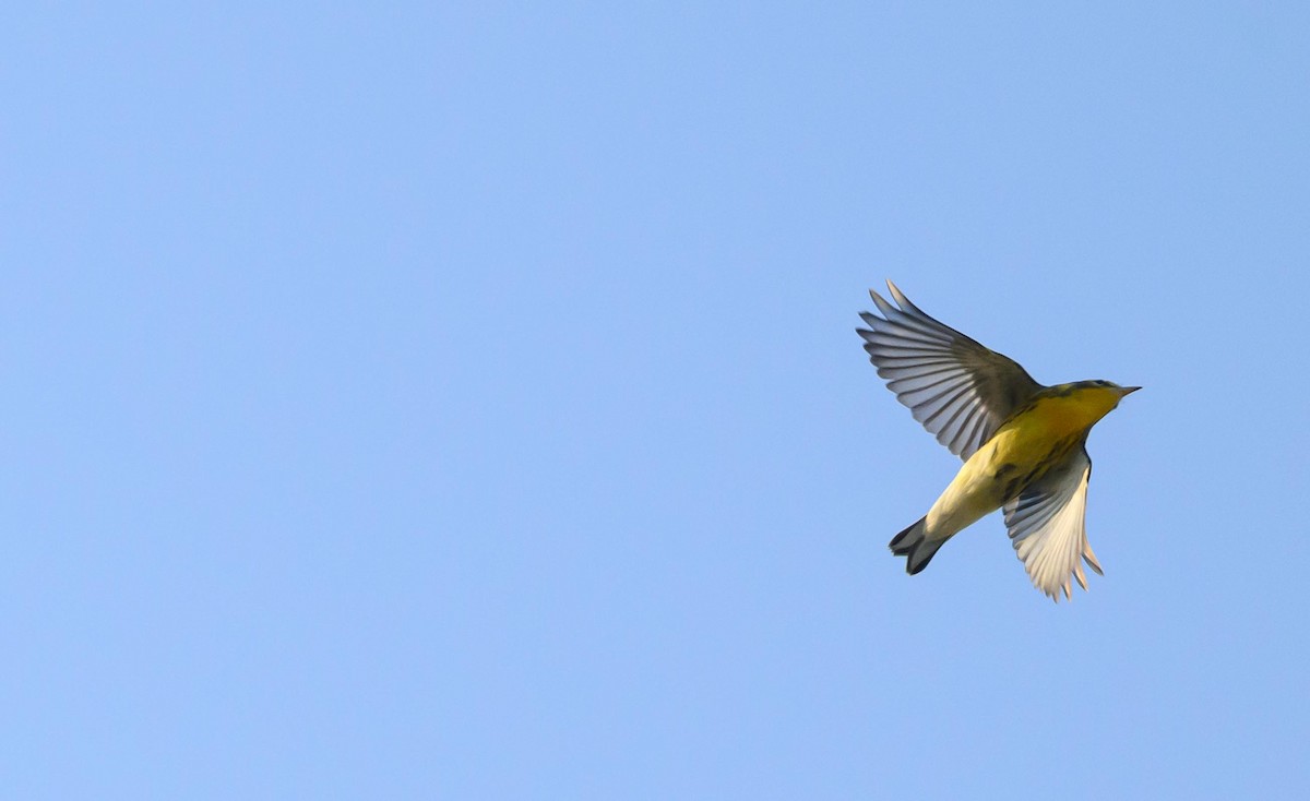 Blackburnian Warbler - ML642126504