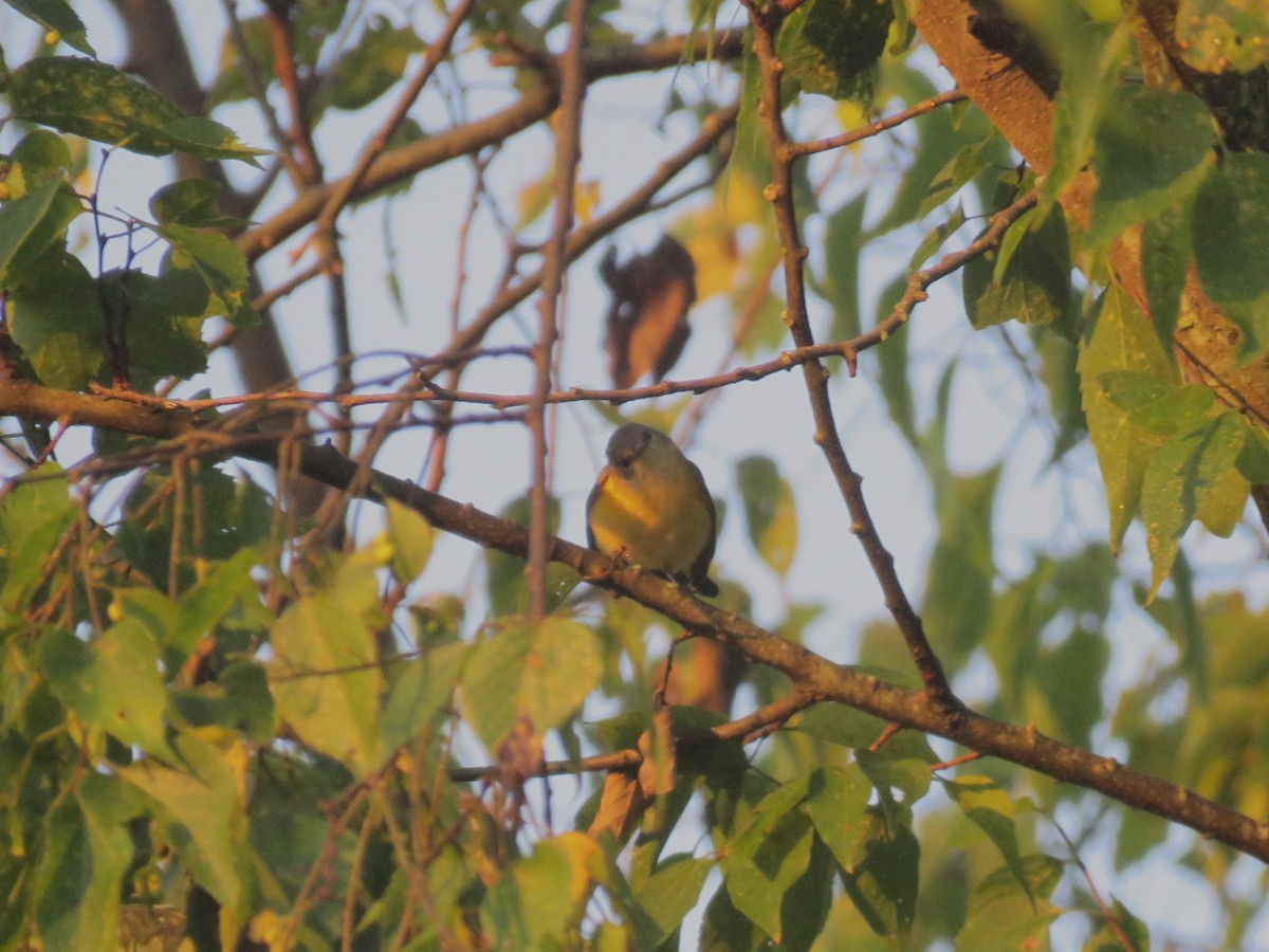 American Redstart - ML642126505