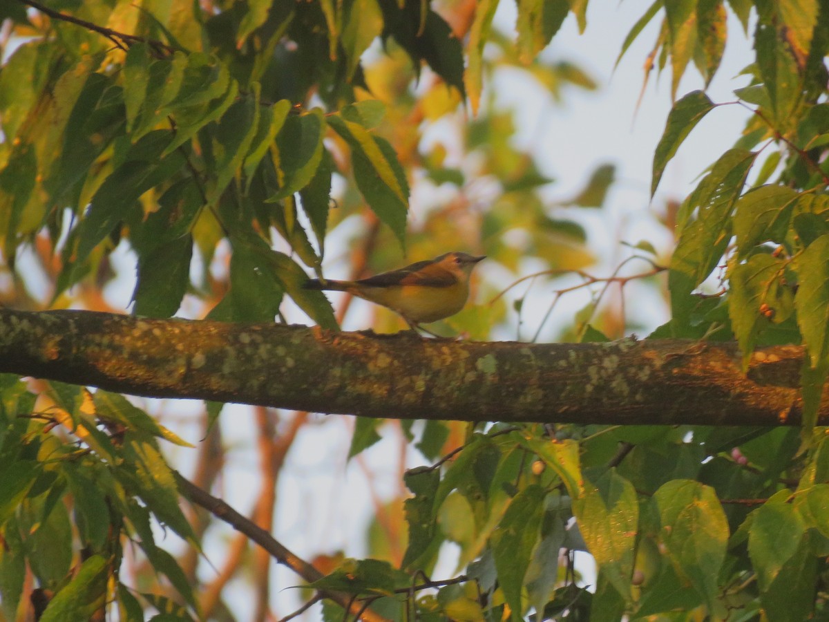 American Redstart - ML642126506