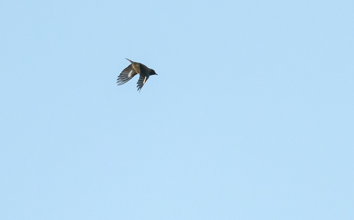 Black-throated Blue Warbler - ML642126509