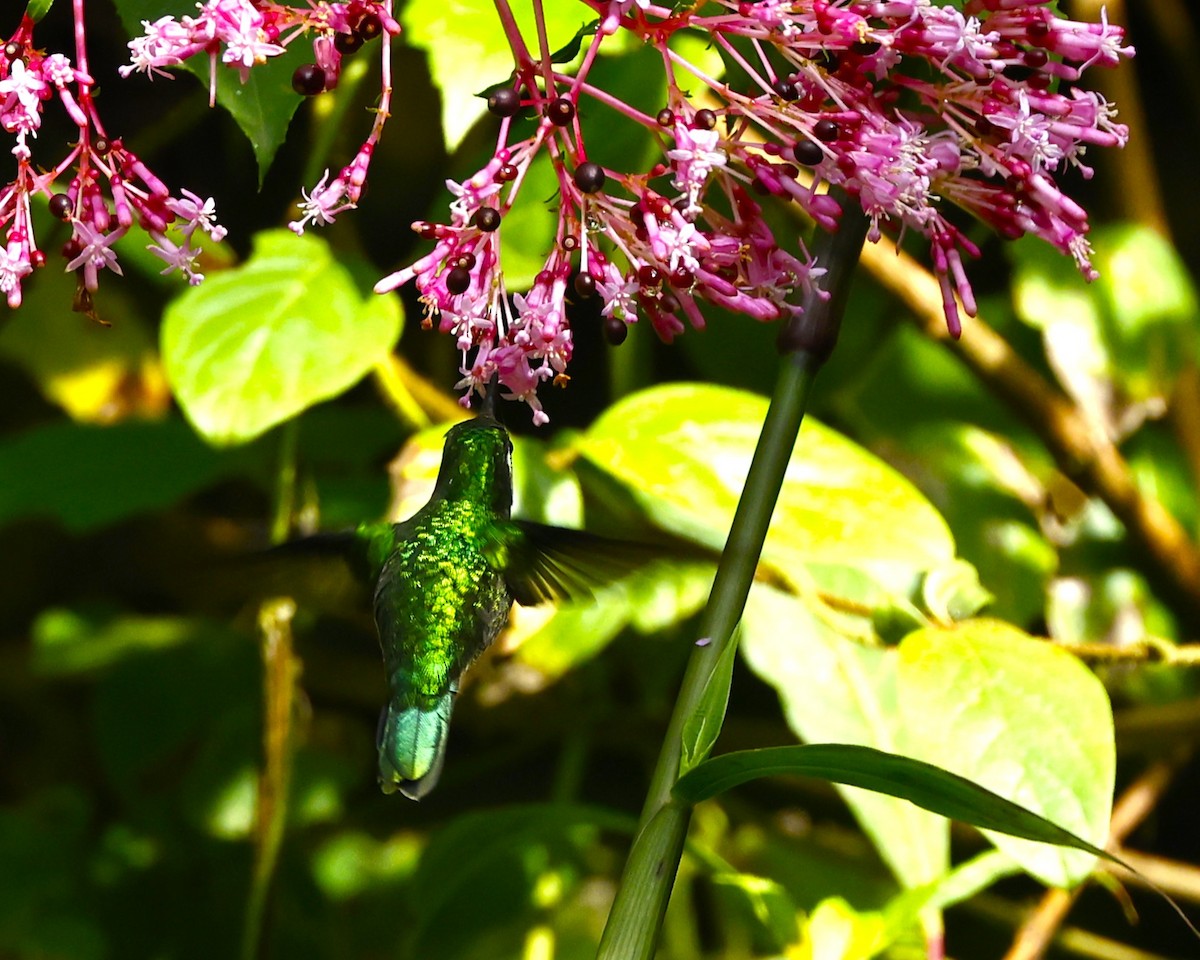 Emerald-chinned Hummingbird - ML642126521