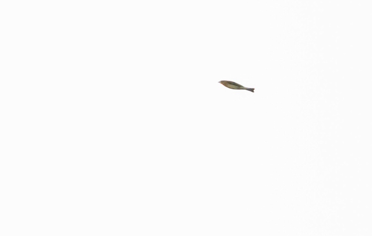 Dickcissel - ML642126522