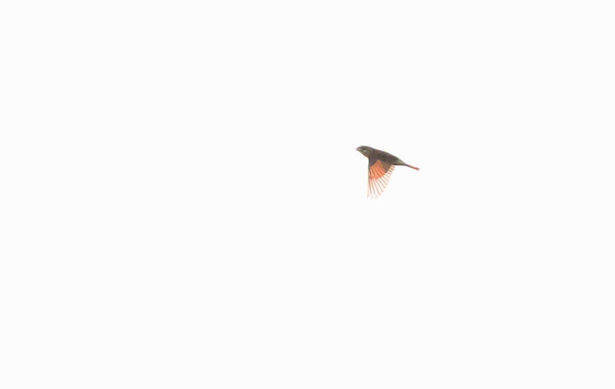 Dickcissel - ML642126523