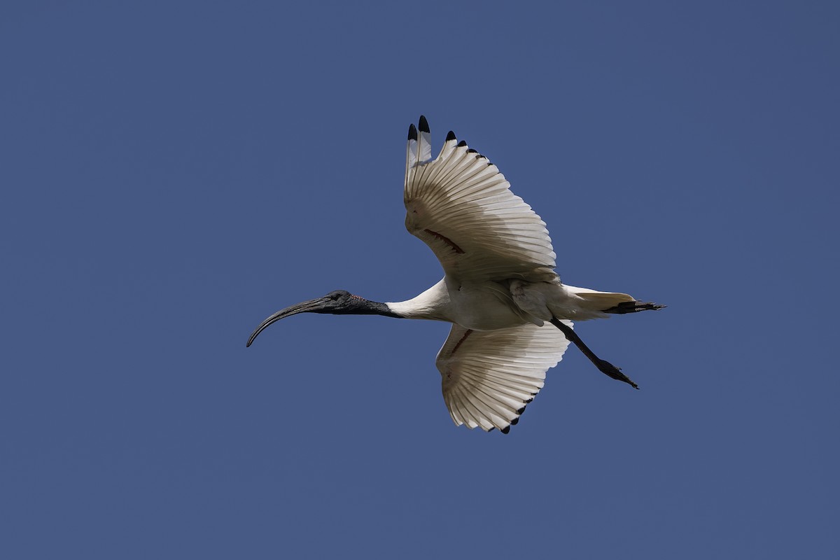 Australian Ibis - ML642126544